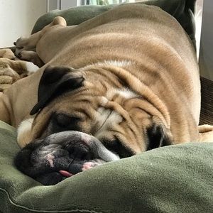 Meet your Posher, Casey